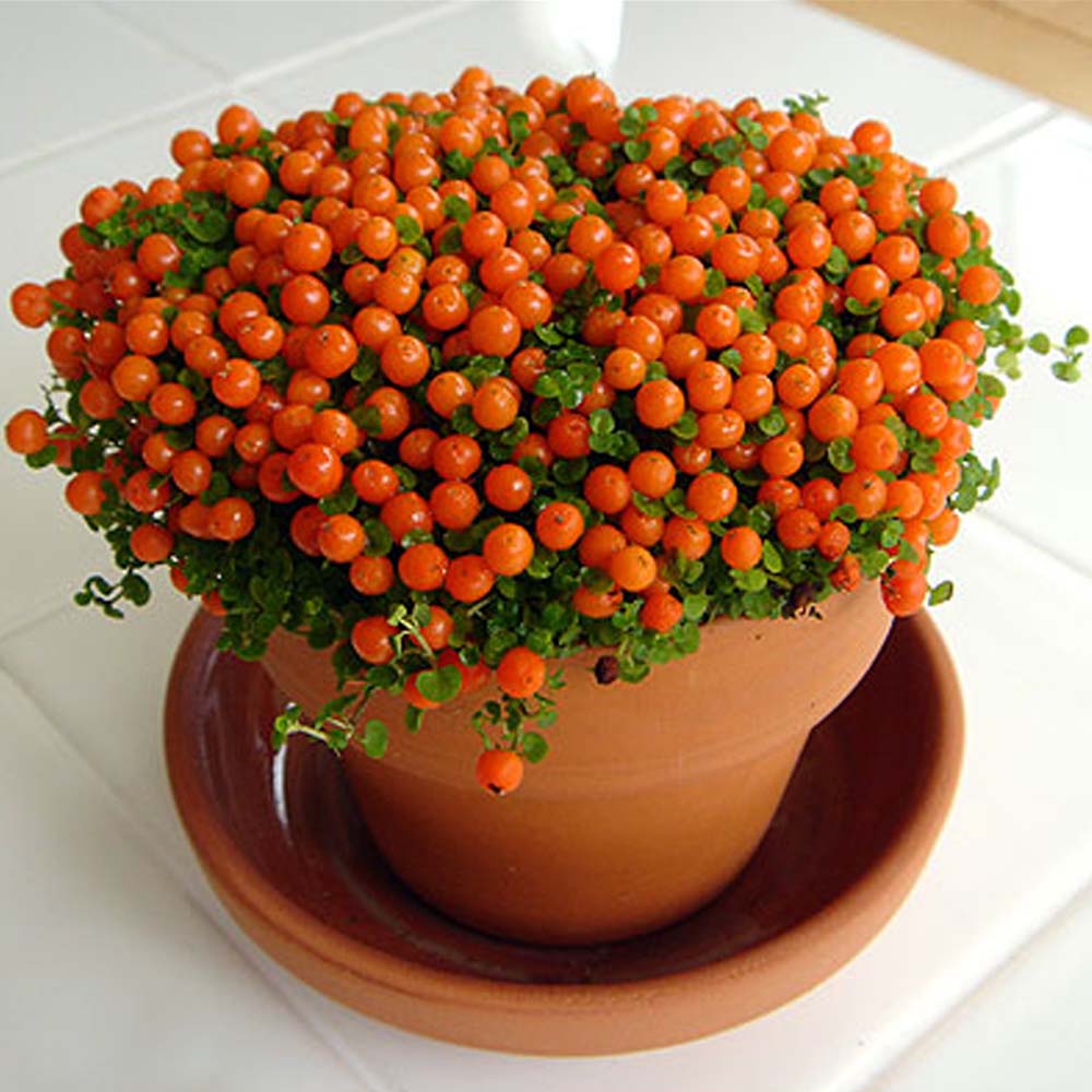 orange_pincushion-plant.jpg