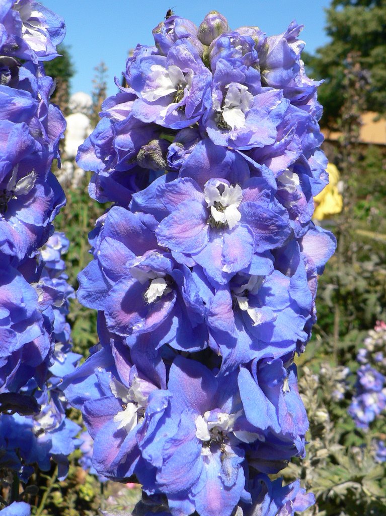 blue-flowers-1.jpg