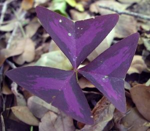 purpleoxalis.jpg