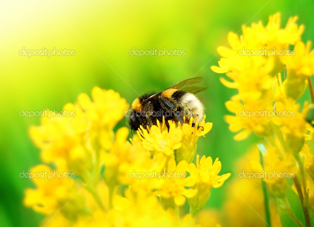 depositphotos_2555425-Bumblebee-on-Yellow-Flower.jpg