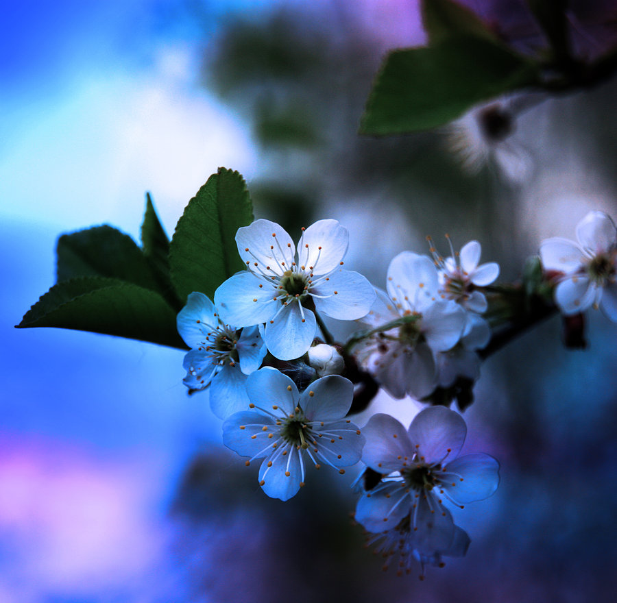 blue_flower_cherry_by_michael_rayne-d3e3gls.jpg