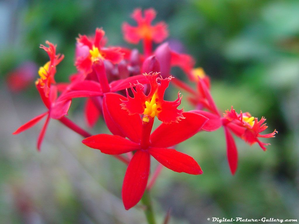 hawaii-flowers-orange.jpg