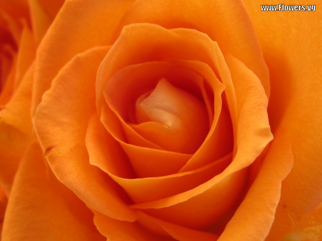 orange flower.jpg