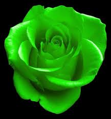 green flower.jpg