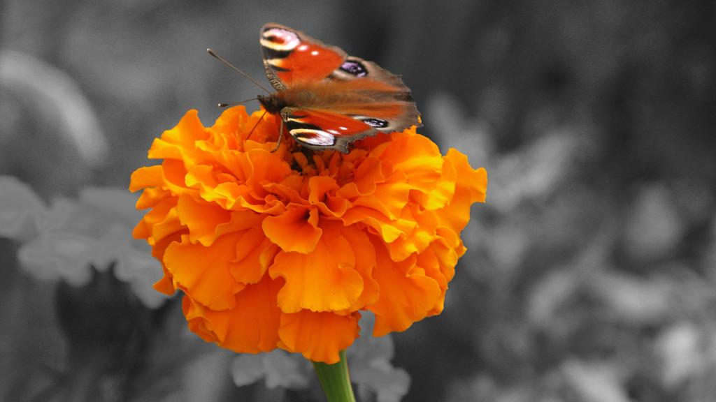 butterfly-orange-flower.jpg