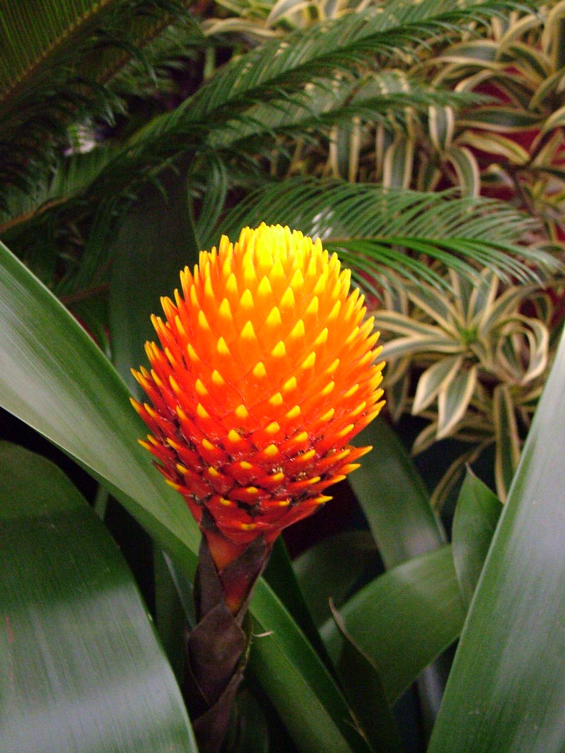 guzmania-conifera-fiery-venezualan-plant.jpg