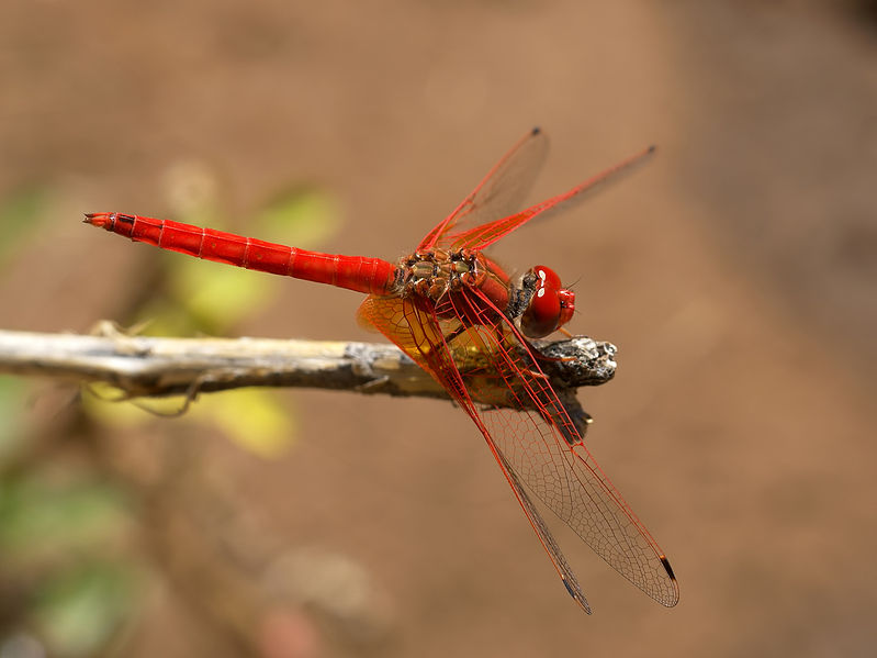 非洲紅蜻蜓.jpg