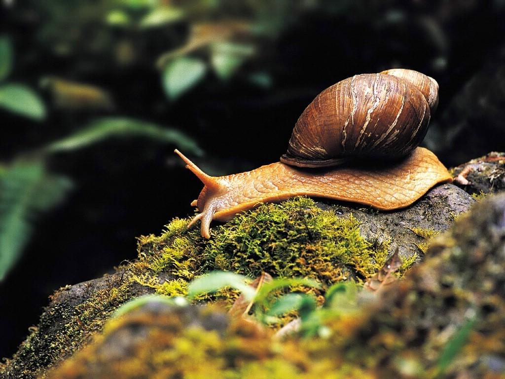 3 snail 蝸牛.jpg