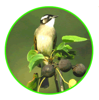 白頭鵯 Chinese Bulbul.gif