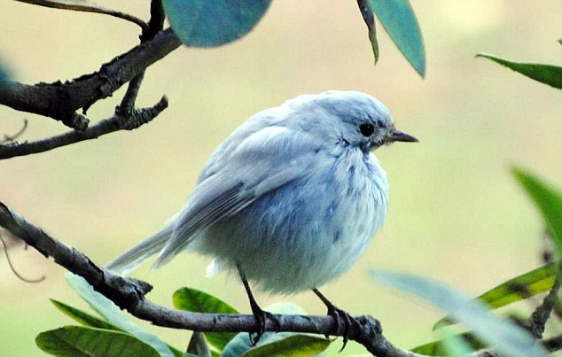 野生白化知更鳥（albino robins).jpg