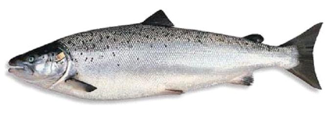 salmon1.jpg