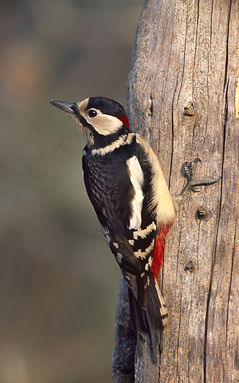 Dendrocopos_major_4_(Marek_Szczepanek).jpg