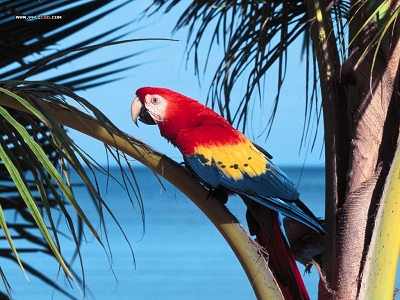 0Scarlet_Macaw_wall001.com.jpg