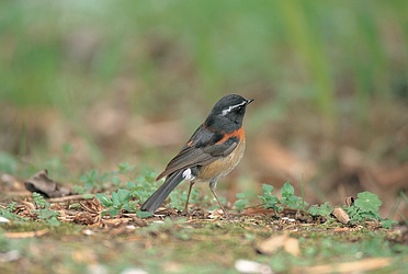 Bird 紅胸鴝.jpg