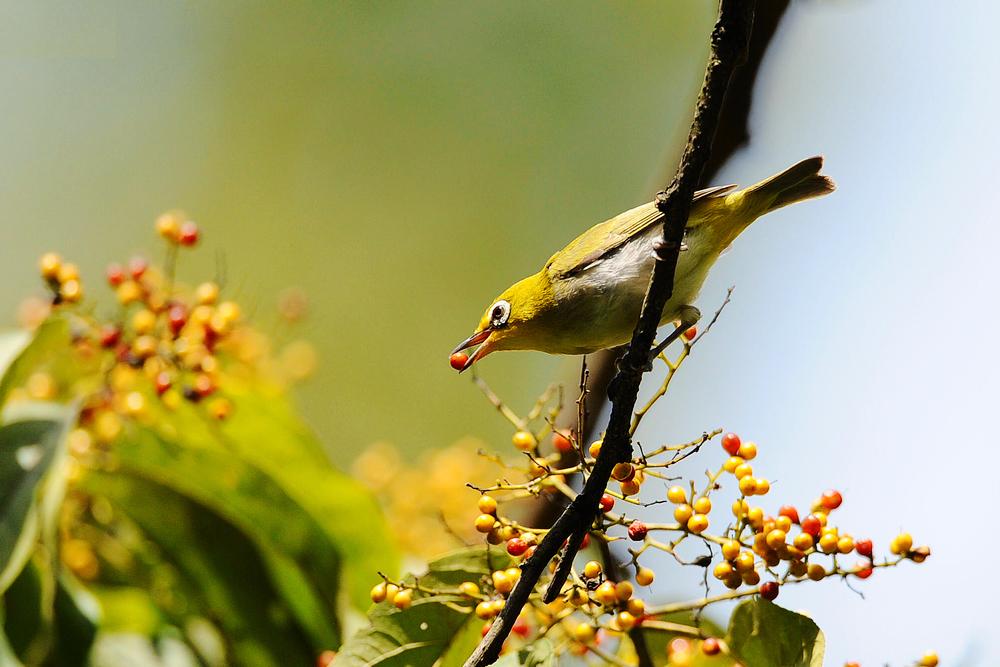 繡眼鳥.jpg