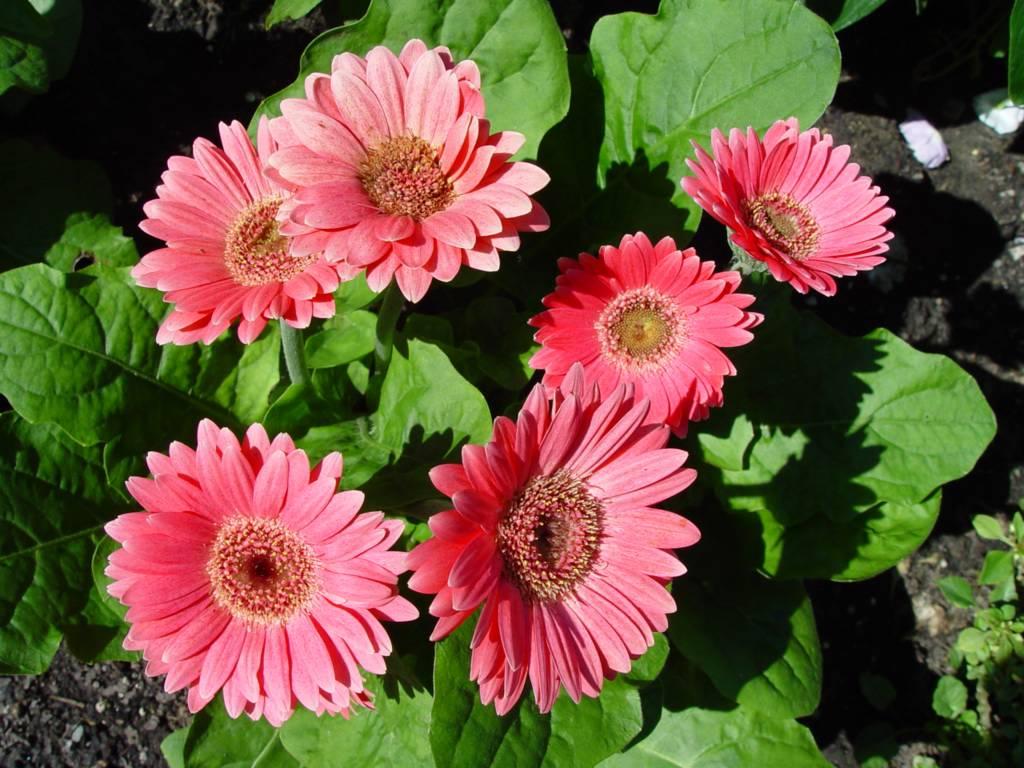 非洲菊 Gerbera jamesonii.jpg