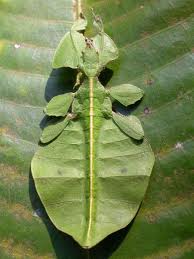 3 leaf_insect 葉蟲.jpg