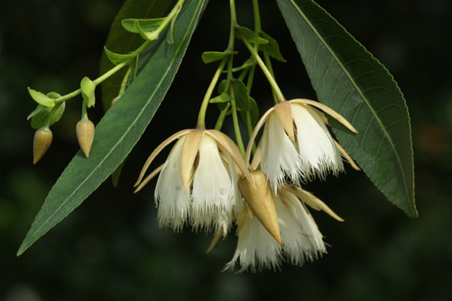 Flora水石榕 (Elaeocarpus hainanensis).jpg