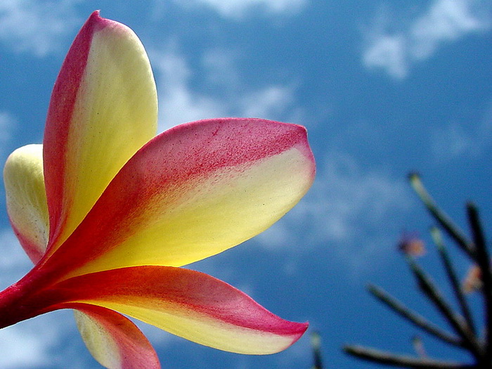 plumeria_flower-253690.jpg