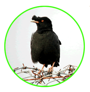 八哥 Crested Myna.gif