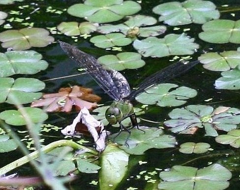 麻斑晏蜓 Anax Panybeux.jpg