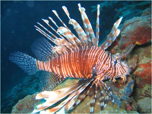 4 Lion fish.jpg