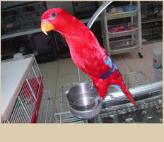 吸蜜鸚鵡 Lories & Lorikeets.gif