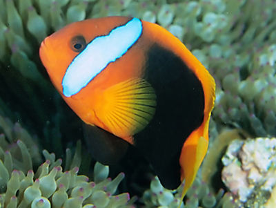 紅蘋果小丑 Cinnamon Clownfish.jpg