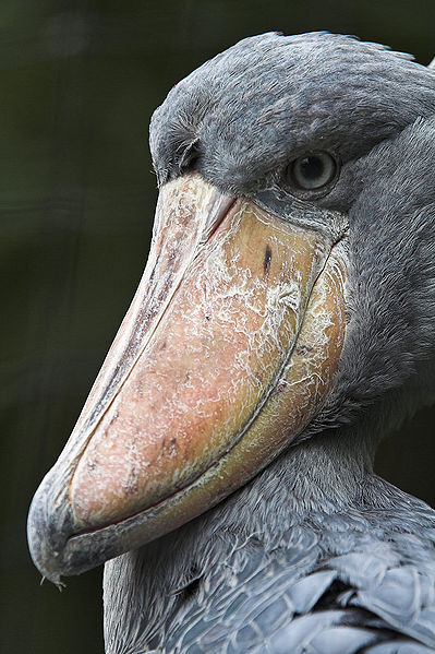 399px-Shoebill_(su_neko).jpg