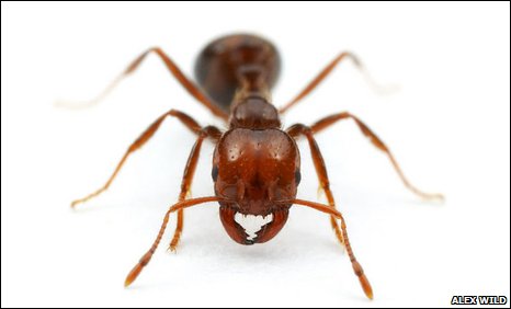 3 Red Ant.jpg