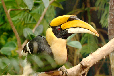 %E5%A4%8D%E4%BB%B6-%E5%8F%8C%E8%A7%92%E7%8A%80%E9%B8%9F-great_indian_hornbill.jpg