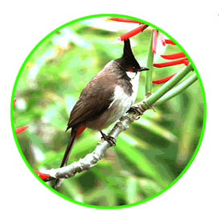 紅耳鵯 Red-whiskered Bulbul.gif