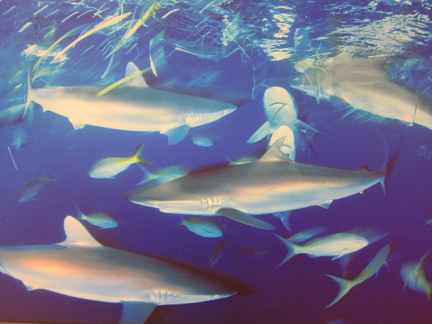 02_Silky Shark @ Cuba.JPG