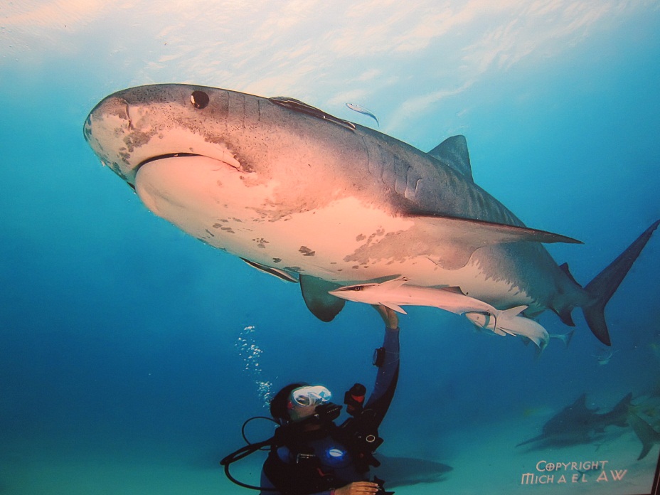 18_Tiger Shark @ Bahamas.JPG
