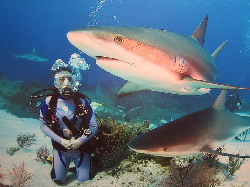 19_Caribean Reef Shark @ Bahamas.JPG