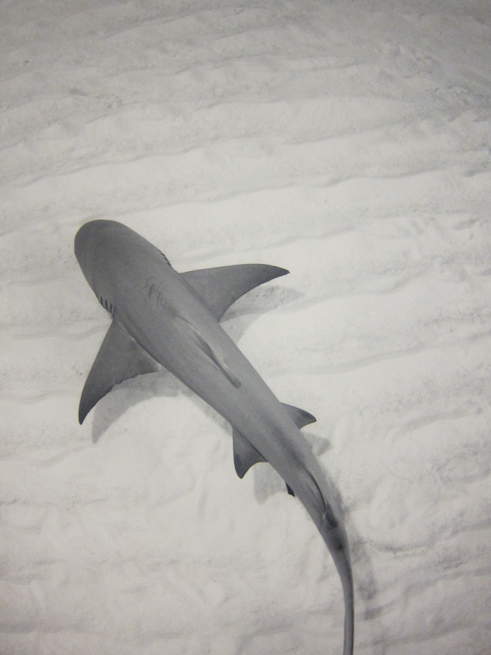 04_Lemon Shark @ Bahamas.JPG