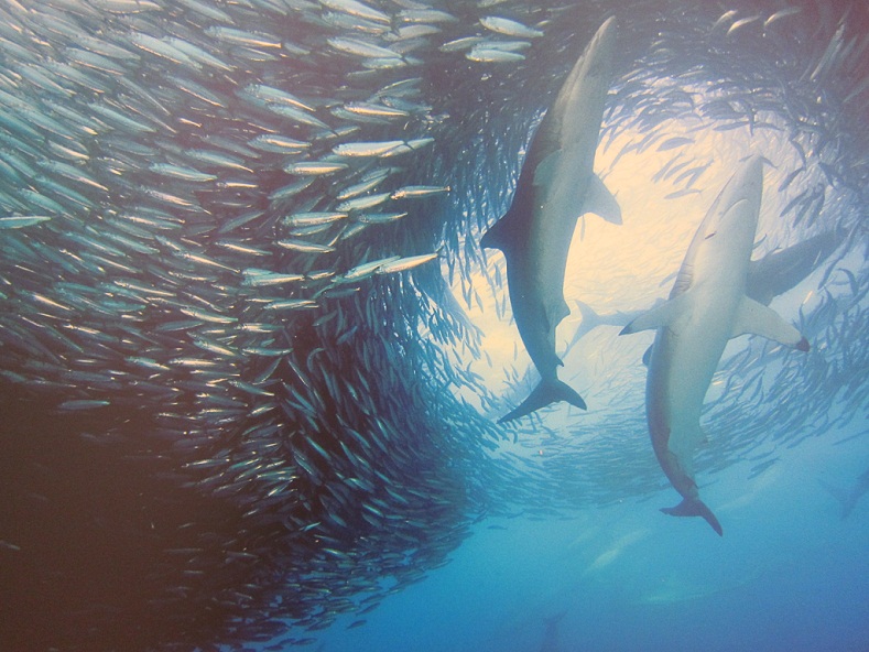 05_Bronze Whaler Shark @ S Africa.JPG