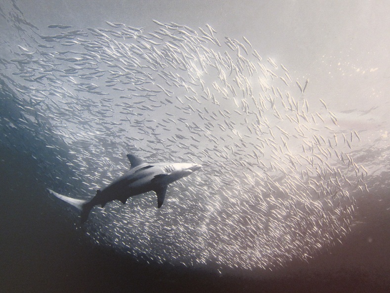 06_Copper Shark eating sardine @ S Africa.JPG