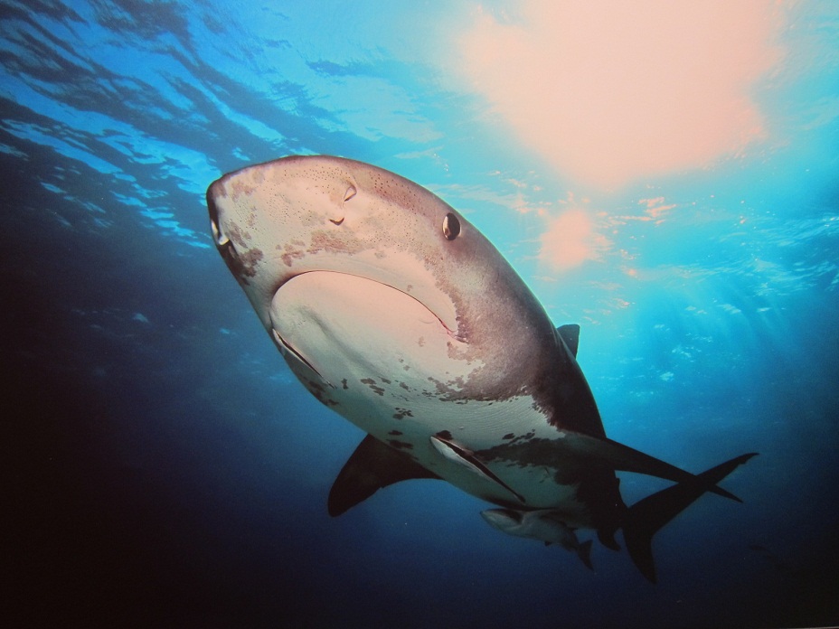 08_Tiger Shark @ Bahamas.JPG