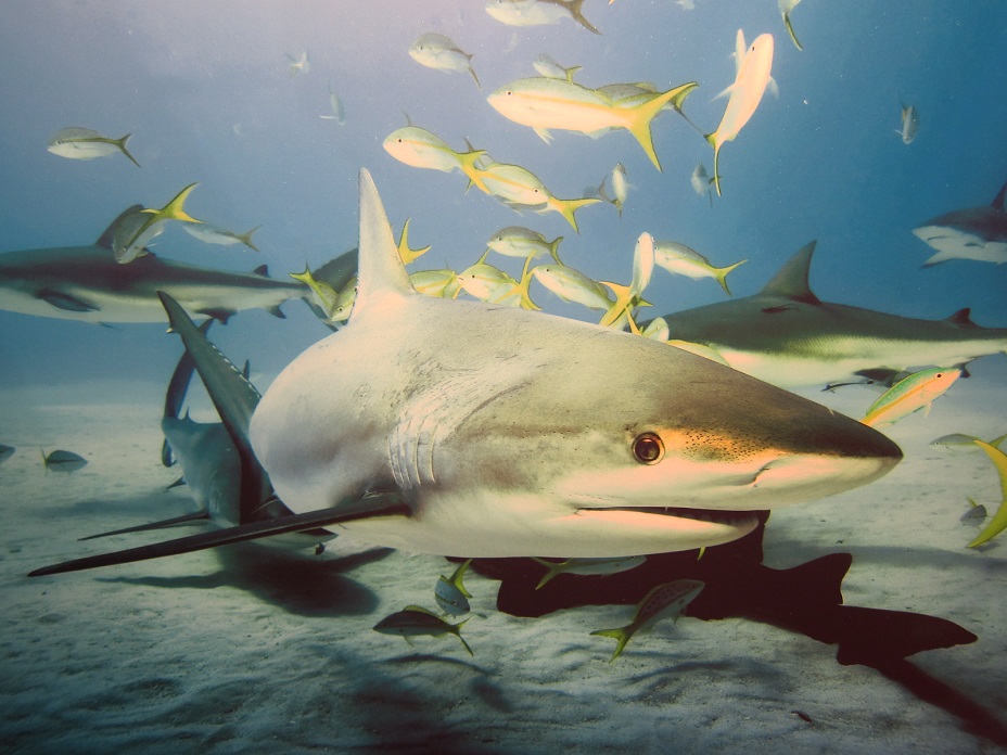 09_Caribean Reef Shark @ Bahamas.JPG
