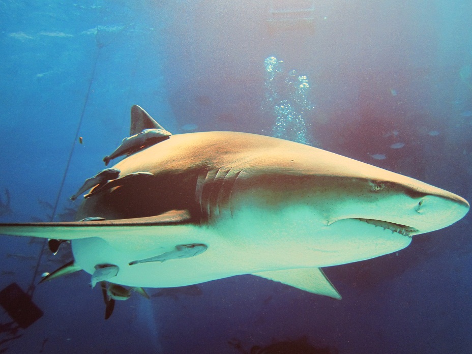 11_Lemon Shark @ Bahamas.JPG