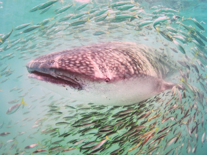 13_Whaleshark surrounded by baitfish @ Mexico.JPG