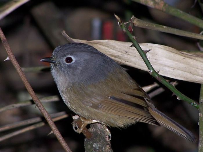 Bird 灰眶雀鶥.jpg