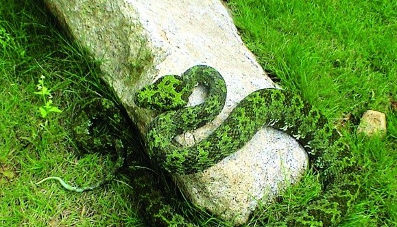 莽山烙鐵頭蛇2.jpg