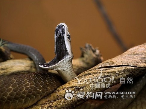 黑曼巴蛇2.jpg