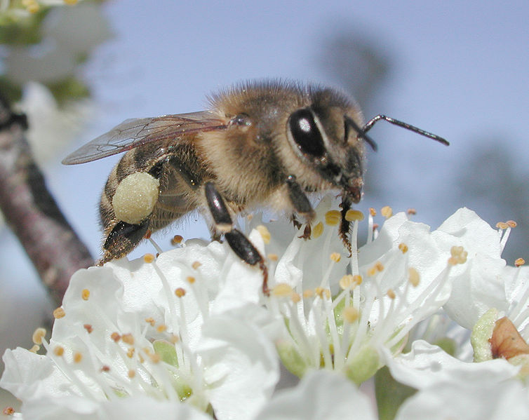 754px-Plumpollen0060.jpg