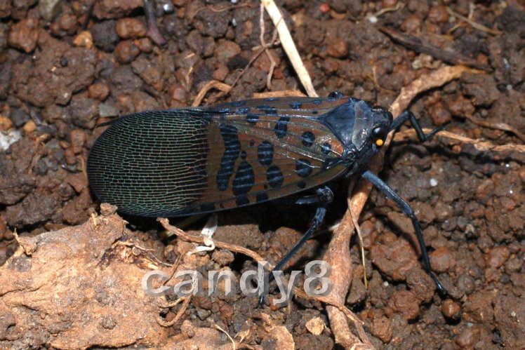 藍翅蠟蟬（青黑白蠟蟬）（Lycorma olivacea）.jpg