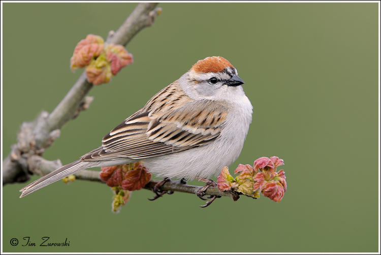 Chipping-Sparrow.jpg