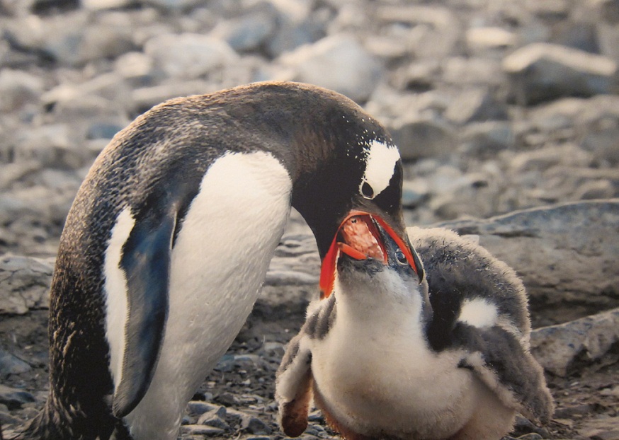 7_Penguin feeding at Curverville Island @ Antartica.JPG