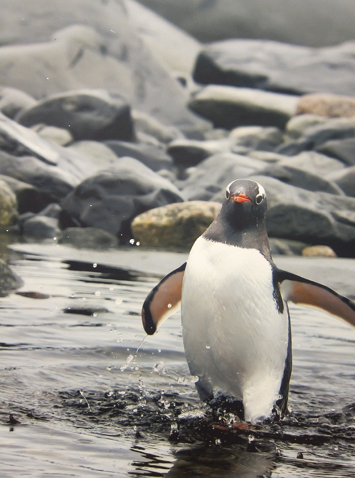 9_Gentoo Penguin.JPG